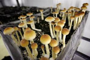 Ližnjanac u stanu uzgajao halucinogene gljive
