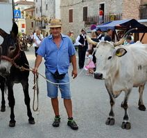 Antonio Radin s magarcem i kravom