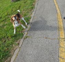 Umaški beagle Faro u redovnoj šetnji