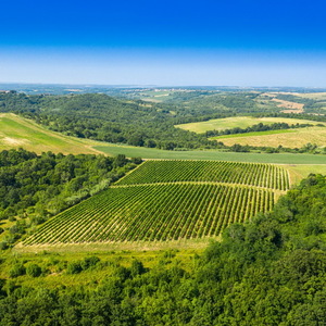 Sm 64597 vinogradi vinarije veralda na bujskim bre uljcima