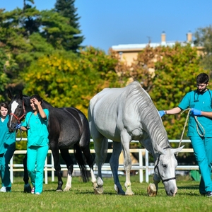 Sm 79005 veterinarski fakultet studenti veterine s konjskim pacijentima