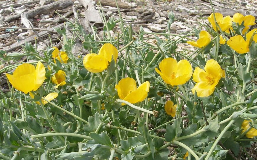 Glaucium flavum ili primorska makovica